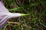 Saltmarsh morning-glory